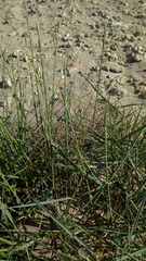 Elymus farctus