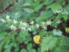 Stenanthium gramineum