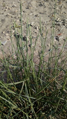 Elymus farctus