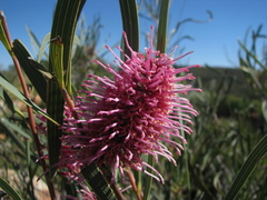 Hakea grammatophylla