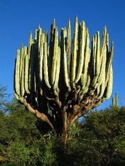 Isolatocereus dumortieri