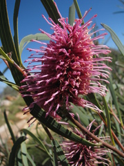 Hakea grammatophylla