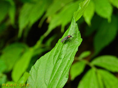 Pyrocoelia formosana