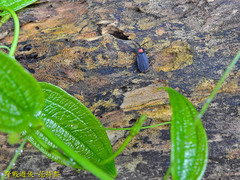 Pyrocoelia formosana