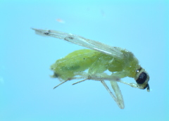 Nesidiocoris tenuis