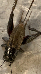 Gryllus