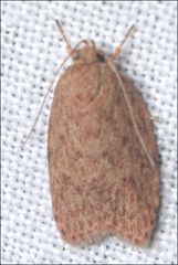 Garrha repandula