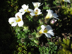 Euphrasia petriei