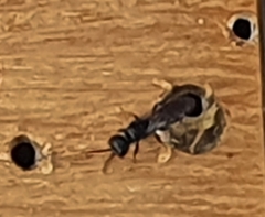 Passaloecus