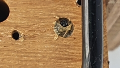 Passaloecus
