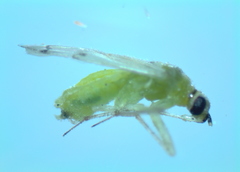 Nesidiocoris tenuis