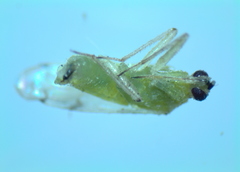 Nesidiocoris tenuis