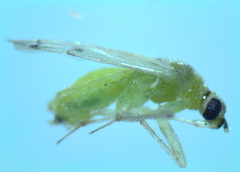 Nesidiocoris tenuis