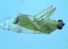 Nesidiocoris tenuis