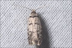 Scatochresis episema