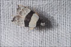 Zonopetala glauconephela
