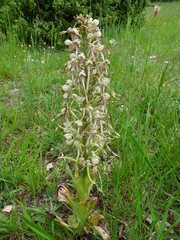 Himantoglossum hircinum