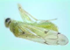 Nesidiocoris tenuis