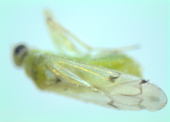 Nesidiocoris tenuis