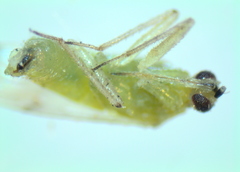 Nesidiocoris tenuis