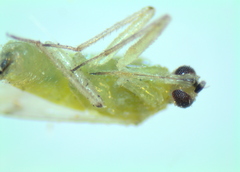 Nesidiocoris tenuis