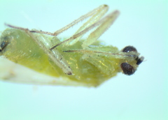 Nesidiocoris tenuis
