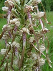 Himantoglossum hircinum