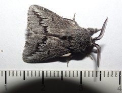 Symphyta