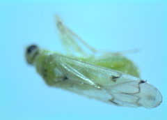 Nesidiocoris tenuis