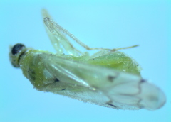 Nesidiocoris tenuis