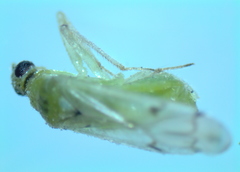 Nesidiocoris tenuis
