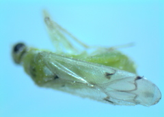 Nesidiocoris tenuis