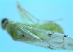 Nesidiocoris tenuis