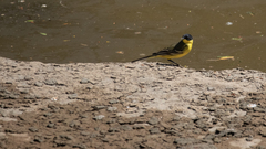 Motacilla flava feldegg