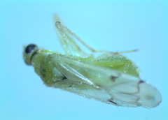 Nesidiocoris tenuis