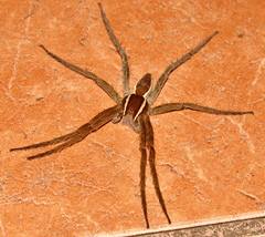 Nilus