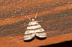 Flammona quadrifasciata