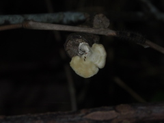 Trametes orientalis