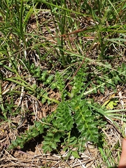 Cirsium acaule
