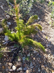 Restio subverticillatus