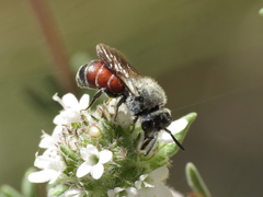 Dioxys cinctus