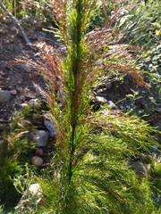 Restio subverticillatus