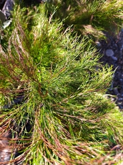 Restio subverticillatus