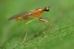 Phyllodromia melanocephala