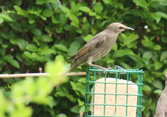 Sturnus vulgaris