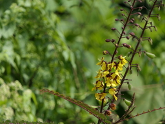 Hultholia mimosoides