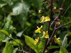 Hultholia mimosoides