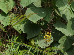 Hultholia mimosoides