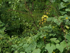 Hultholia mimosoides