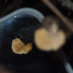 Trametes orientalis